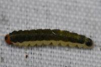 Priophorus compressicornis