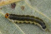Priophorus compressicornis