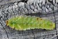 Platycampus luridiventris