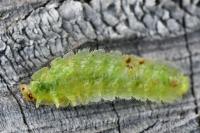 Platycampus luridiventris