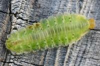 Platycampus luridiventris