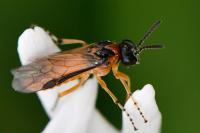 Athalia rosae