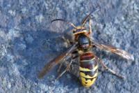 Vespa crabro