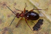 Biorhiza pallida