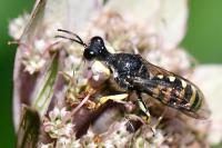 Lestica clypeata