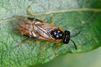Selandria serva