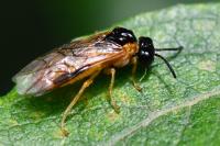 Selandria serva