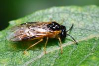 Selandria serva