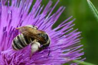 Halictus scabiosae