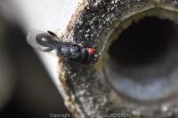 Eurytoma