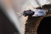 Eurytoma