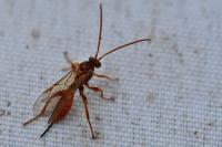 Theronia atalantae