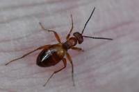 Biorhiza pallida