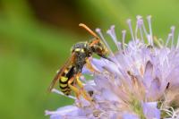 Nomada goodeniana