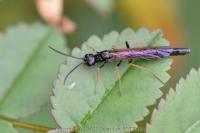 Phylloecus niger