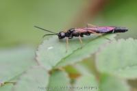 Phylloecus niger