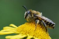 Lithurgus cornutus