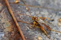 Theronia atalantae