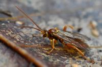Theronia atalantae
