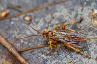 Theronia atalantae