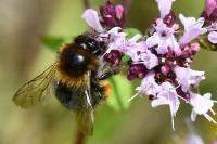 Bombus hypnorum