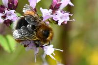 Bombus hypnorum