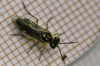 Cytisogaster genistae