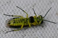 Cytisogaster genistae