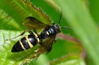 Argogorytes mystaceus