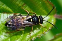 Argogorytes mystaceus