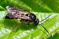 Argogorytes mystaceus