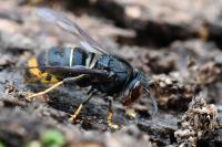 Vespa velutina