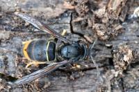 Vespa velutina