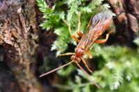 Theronia atalantae