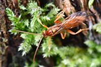 Theronia atalantae