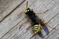 Polistes dominula