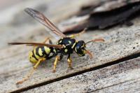 Polistes dominula