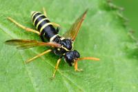 Tenthredo scrophulariae
