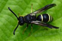 Ancistrocerus scoticus