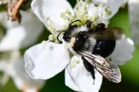 Andrena cineraria