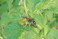 Vespula germanica