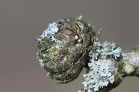 Andricus fecundatrix