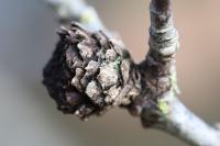 Andricus fecundatrix