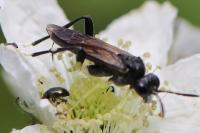 Macrophya montana