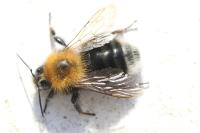 Bombus hypnorum