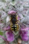 Anthidium manicatum