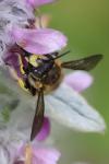 Anthidium manicatum