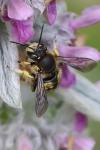 Anthidium manicatum