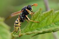 Polistes dominula