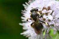 Macropis europaea